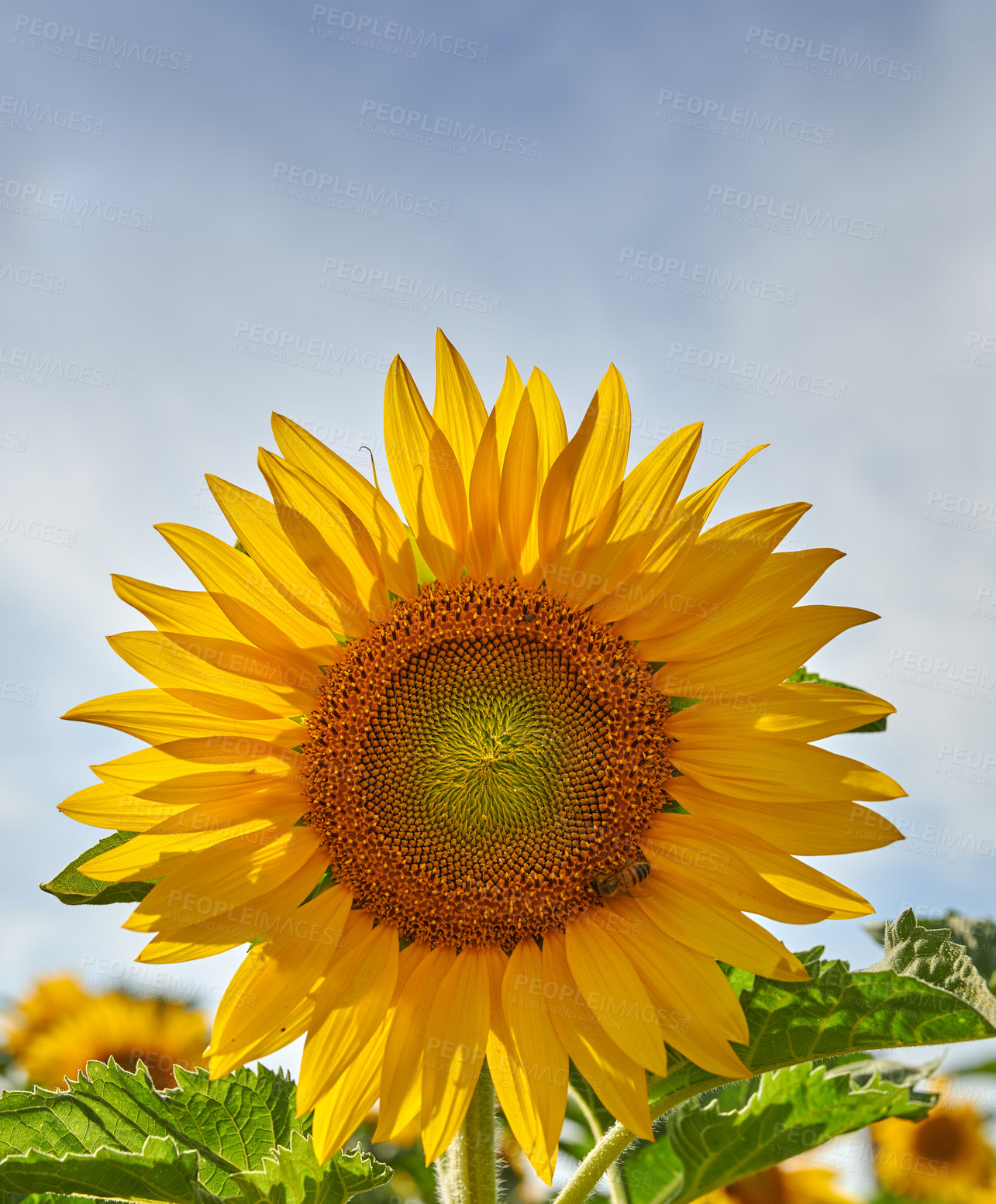 Buy stock photo One sunflower growing in a field against a cloudy blue sky with copy space. A single yellow flowering plant blooming in a green field in spring. Closeup of a flowerhead blossoming in a garden