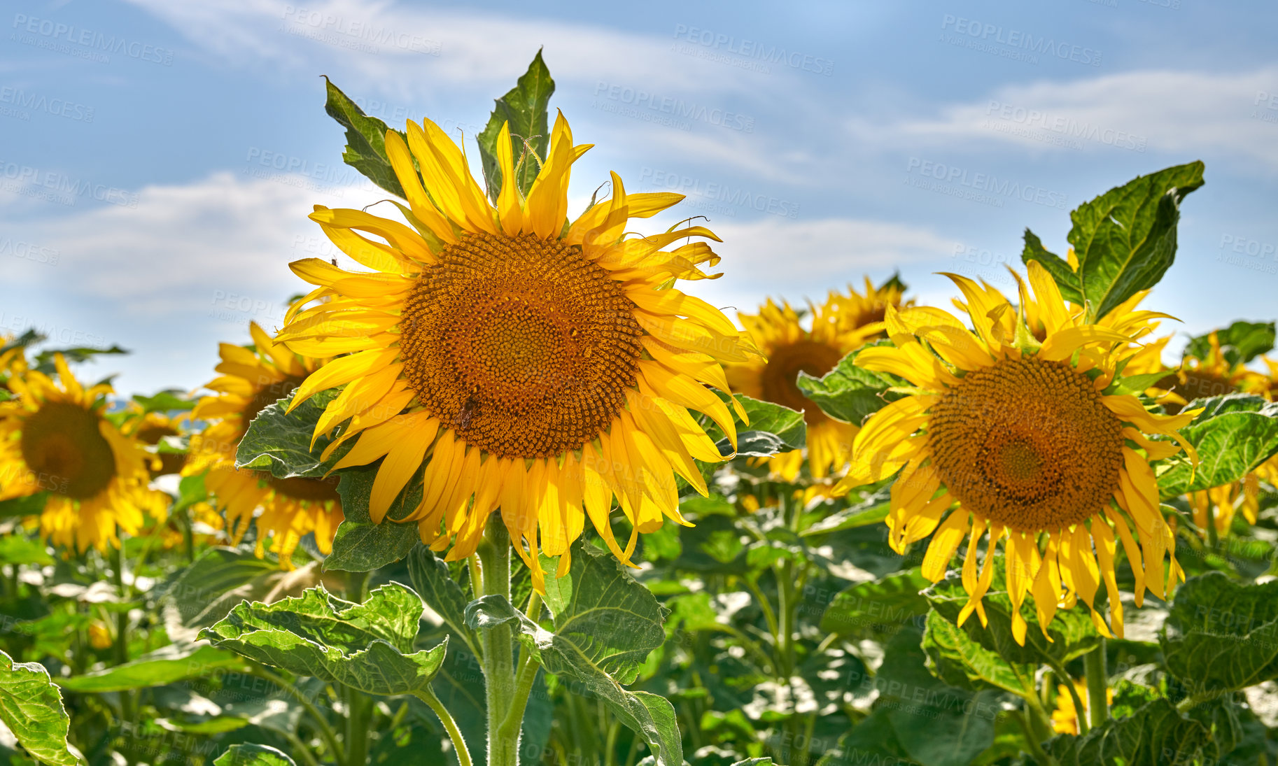 Buy stock photo Sunflowers on a sunny day