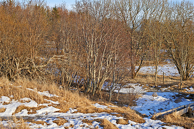 Buy stock photo Leafless forest trees with melting snow in early spring. Seasonal landscape of slow regrowth in the woods after winter with lots of dry tree branches and melting ice patches on grass