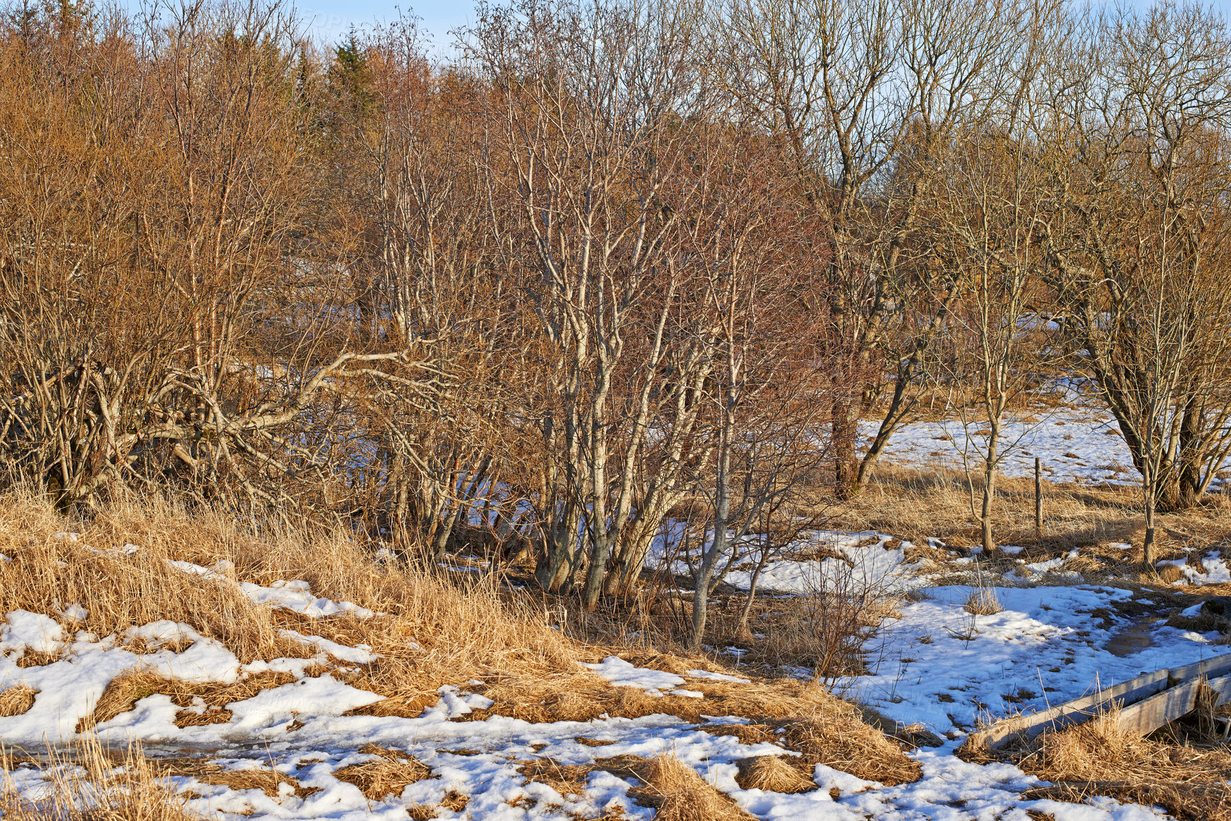 Buy stock photo Leafless forest trees with melting snow in early spring. Seasonal landscape of slow regrowth in the woods after winter with lots of dry tree branches and melting ice patches on grass