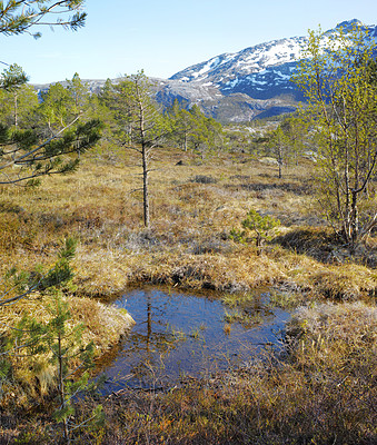 Buy stock photo Rural landscape of an overgrown meadow with uncultivated wet marshland. Copyspace with dry grass and wetland on a swamp in Bodo Nordland, Norway against a blue sky background and snow capped mountain