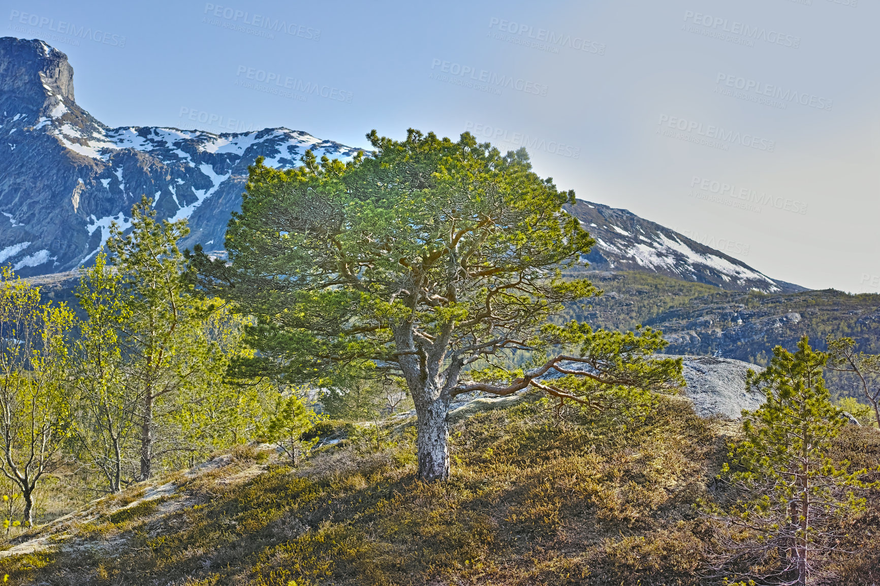 Buy stock photo Forest trees by the mountains with melting snow in early Spring on a blue sky with copy space. Landscape of a big tree with lush green leaves, branches and grass land near a rocky mountain in Norway