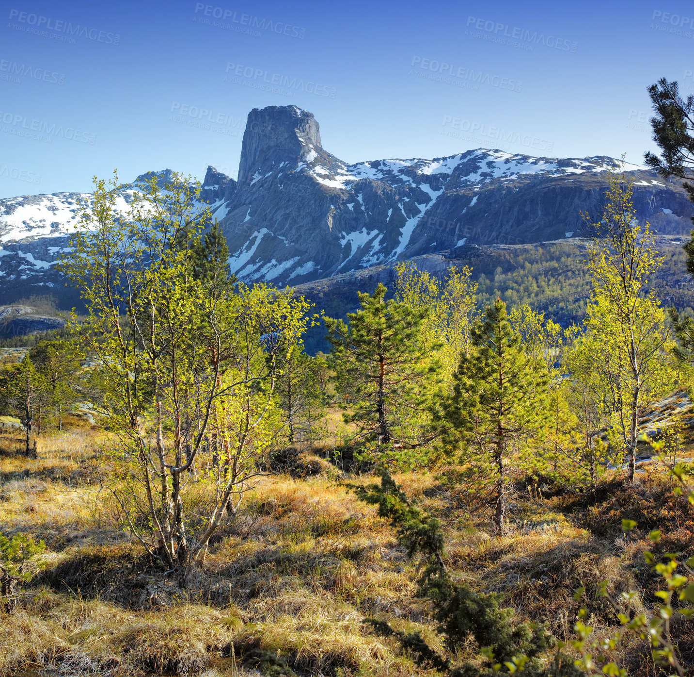 Buy stock photo Landscape view of pine tree forest with mountain snow, blue sky and copy space background in Norway. Hiking, discovering scenic countryside of vast nature expanse with cedar trees on cold winter day