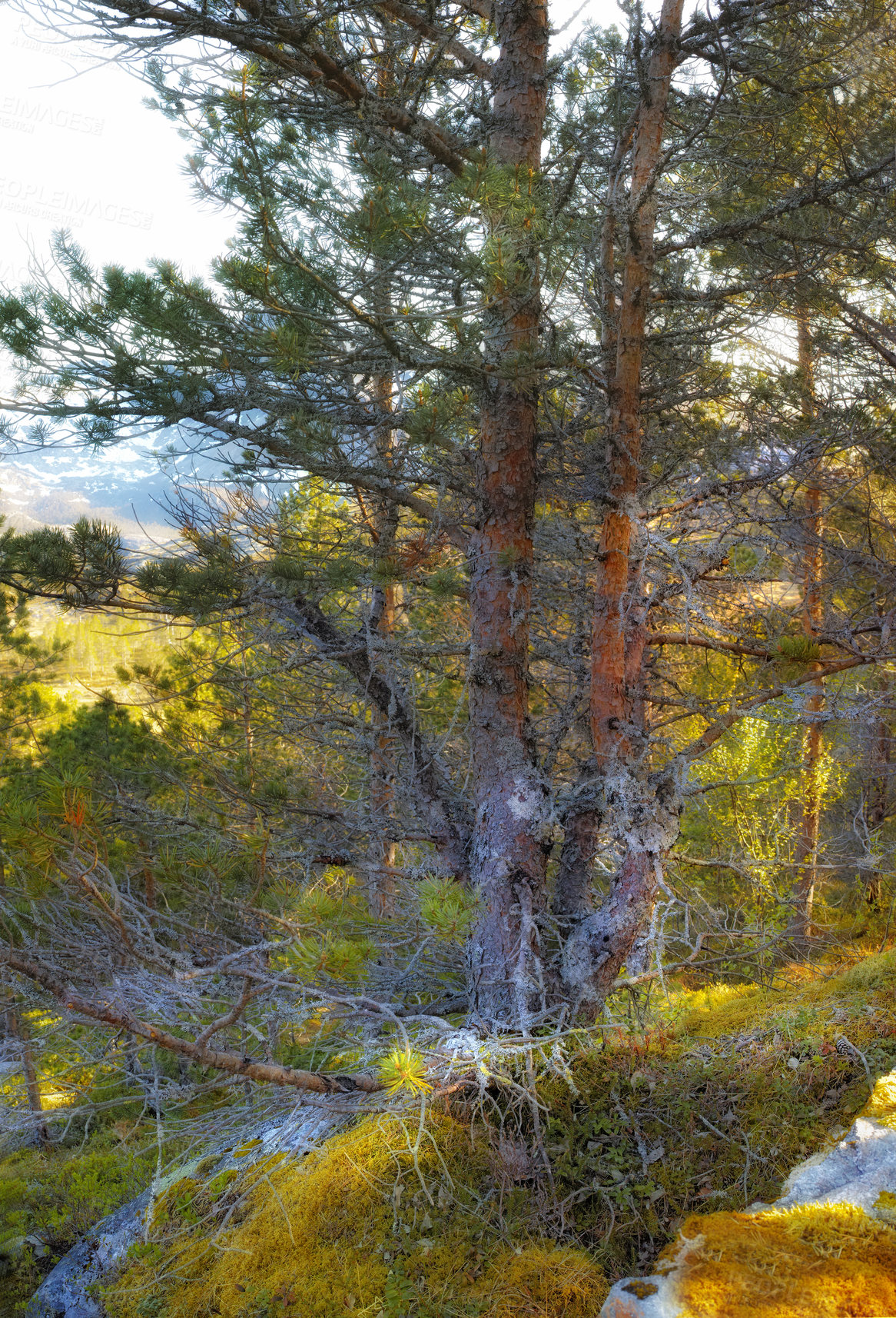 Buy stock photo Lush rocky wilderness with wild trees and shrubs in Bodo, Nordland, Noway. Scenic natural landscape with wooden texture of old bark in a remote and peaceful forest or woodlands to travel and explore
