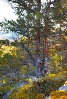 Buy stock photo Lush rocky wilderness with wild trees and shrubs in Bodo, Nordland, Noway. Scenic natural landscape with wooden texture of old bark in a remote and peaceful forest or woodlands to travel and explore