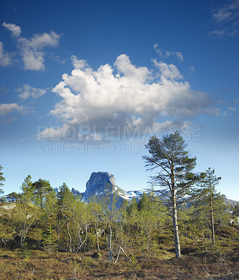 Buy stock photo Forest trees in the mountains in early spring with a cloudy blue sky background. Scenic landscape of a big tree with lush green leaves, branches and grassland near a rocky mountain in Norway 