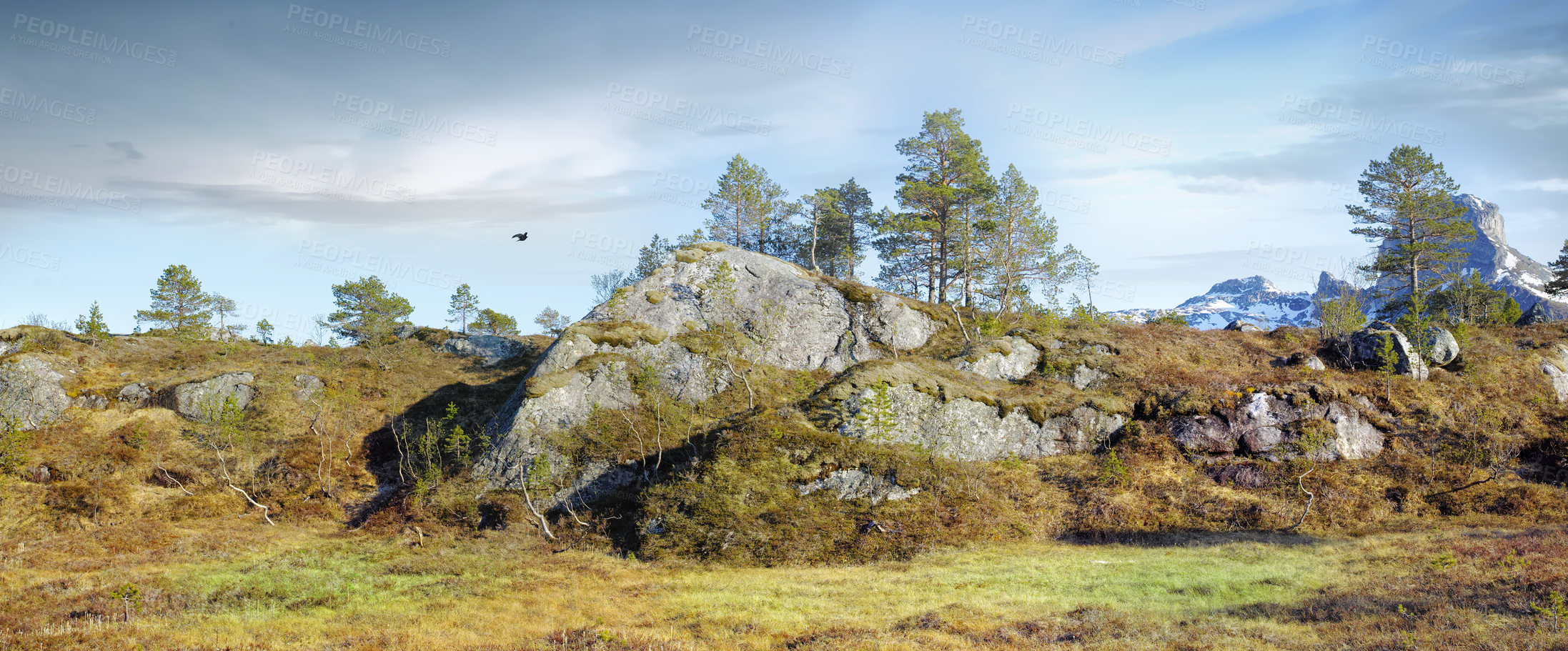 Buy stock photo Lush rocky wilderness with wild trees and grass against a blue sky copy space background. Peaceful scenic landscape of empty natural woodland to travel and explore in the countryside of Bodo, Noway