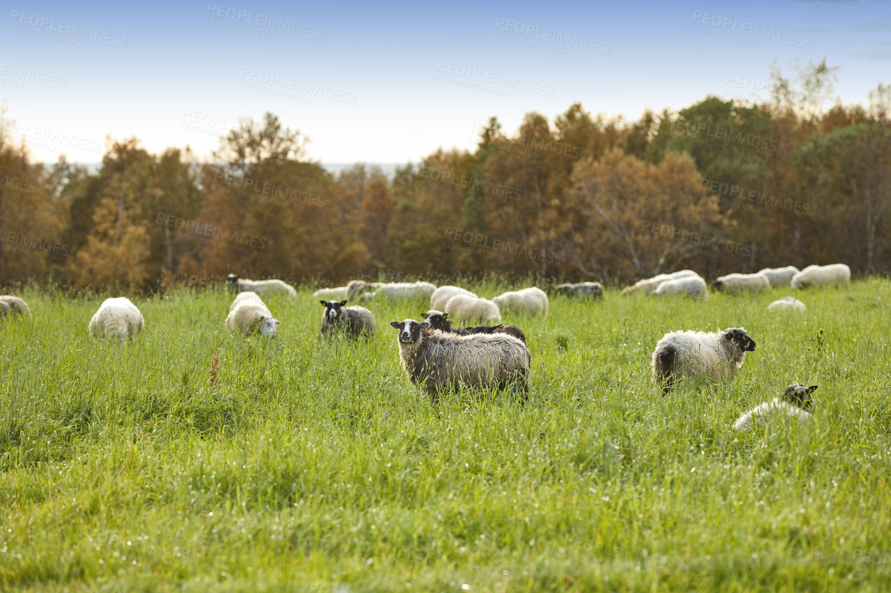 Buy stock photo Sheep on a farm in the countryside city of Bodo and its surroundings. Animals grazing on green pastures or meadows in their natural habitat. Cattle looking and walking around a field in a rural area