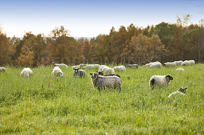 Buy stock photo Sheep on a farm in the countryside city of Bodo and its surroundings. Animals grazing on green pastures or meadows in their natural habitat. Cattle looking and walking around a field in a rural area