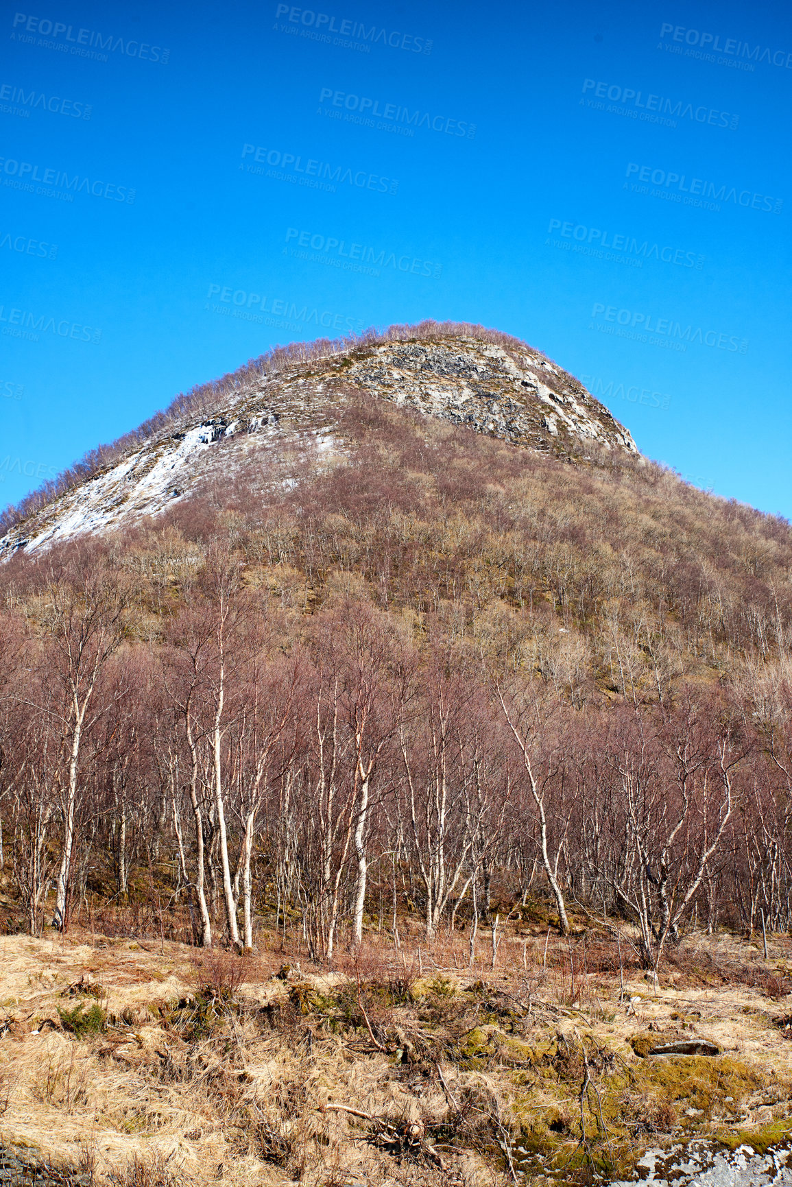 Buy stock photo A forest mountain with melting snow on a blue sky copy space. Rocky outcrops with snowy hilltops, dry trees and wild bushes in early spring. Nature view of hills with regrowth after winter