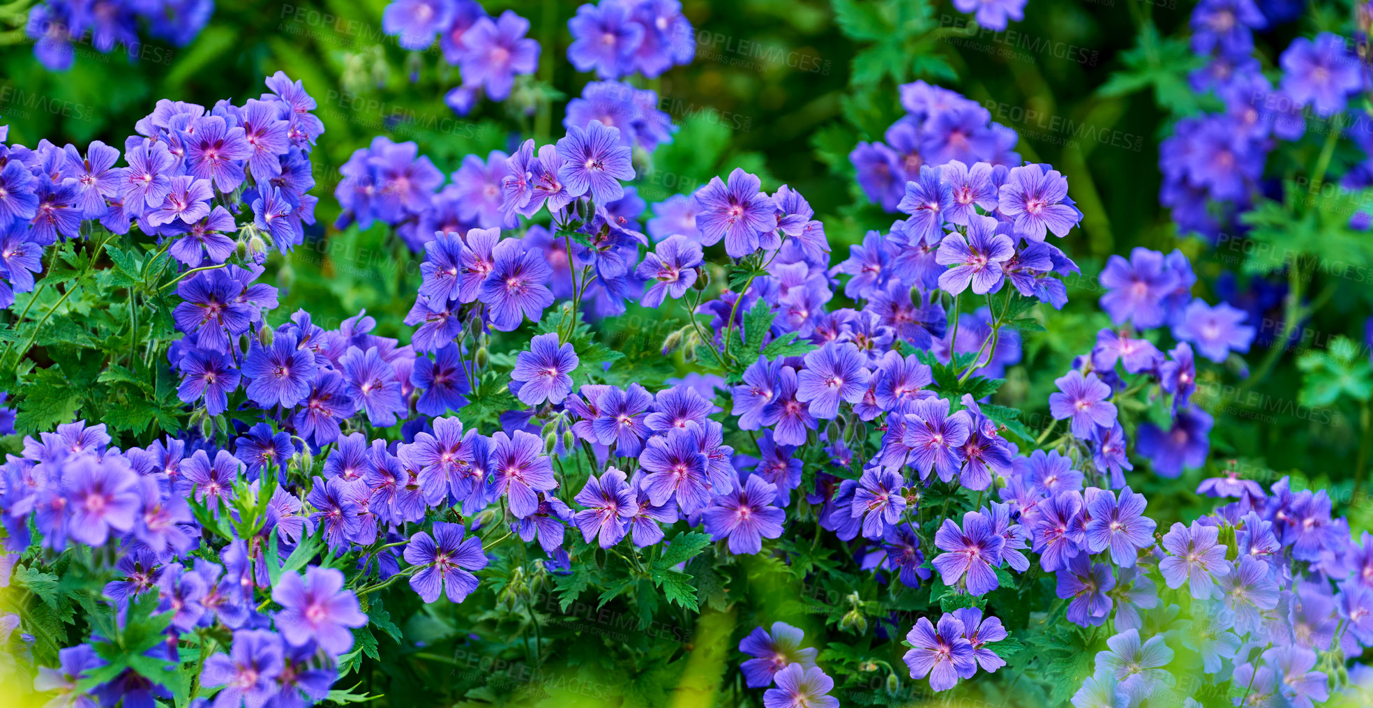 Buy stock photo Purple cranesbill geranium flowers growing in a field or botanical garden on a sunny day outdoors. Closeup of plants with vibrant violet petals blooming and blossoming in spring in a lush environment