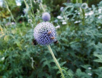 Buy stock photo Colourful Echinops exaltatus flower in a lush green garden. Beautiful blossom of stalwart perennial with bees sucking nectar and collecting pollen. Closeup of blue globe thistle on a sunny day.