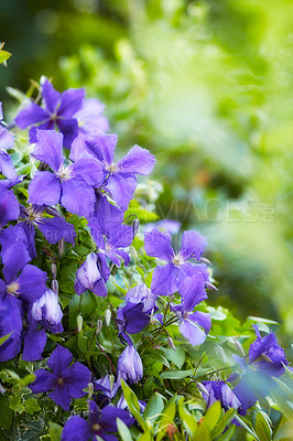 Buy stock photo Purple cranesbill geranium flowers growing in a field or botanical garden on a sunny day outdoors. Beautiful plants with vibrant violet petals blooming and blossoming in spring in a lush environment