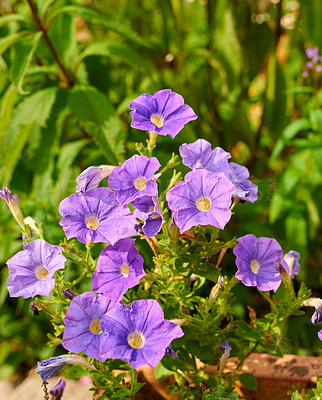 Buy stock photo Purple cranesbill geranium flowers growing in a field or botanical garden on a sunny day outdoors. Beautiful plants with vibrant violet petals blooming and blossoming in spring in a lush environment 