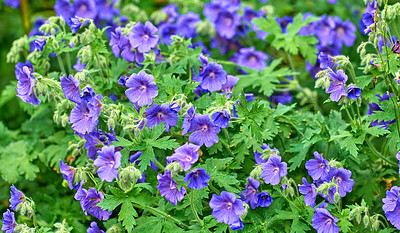 Buy stock photo Purple Cranesbill flowers in a garden. Various geraniums or perennial flowering plants growing in a green park or backyard. Colorful gardening blossoms with leaves for outdoor landscaping