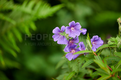 Buy stock photo Geranium flowers grow in a backyard garden in summer. Beautiful violet flowering plant blooming on a field or meadow during springtime. Pretty wildflowers in their natural organic habitat in nature