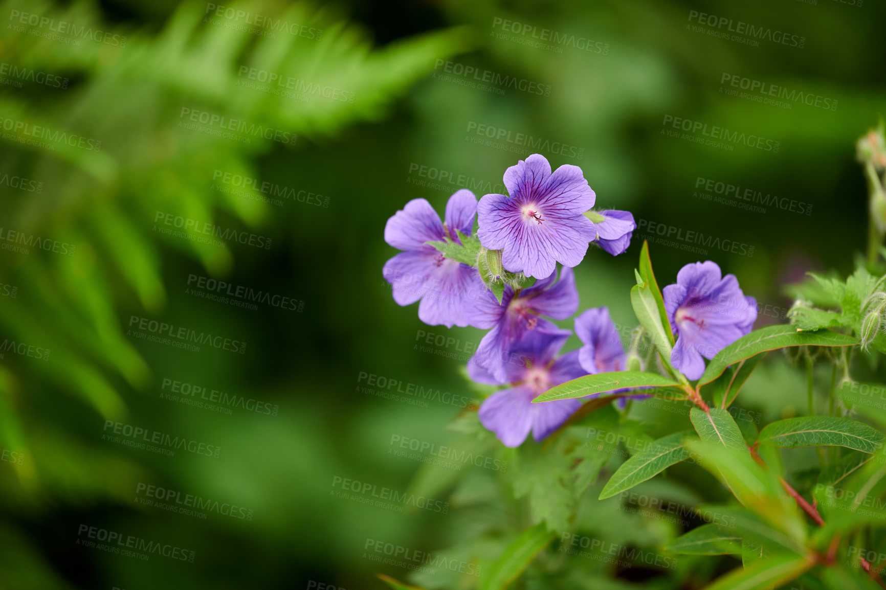 Buy stock photo Geranium flowers grow in a backyard garden in summer. Beautiful violet flowering plant blooming on a field or meadow during springtime. Pretty wildflowers in their natural organic habitat in nature