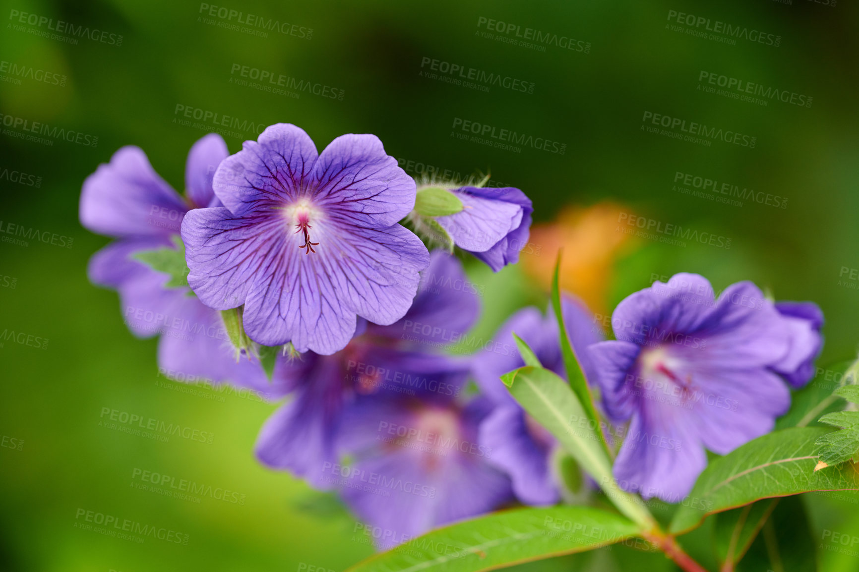 Buy stock photo Closeup of cranesbill flowers growing, blooming on green bush stems in remote field, meadow or home garden. Texture detail of plants blossoming, flowering in backyard with bokeh copy space background