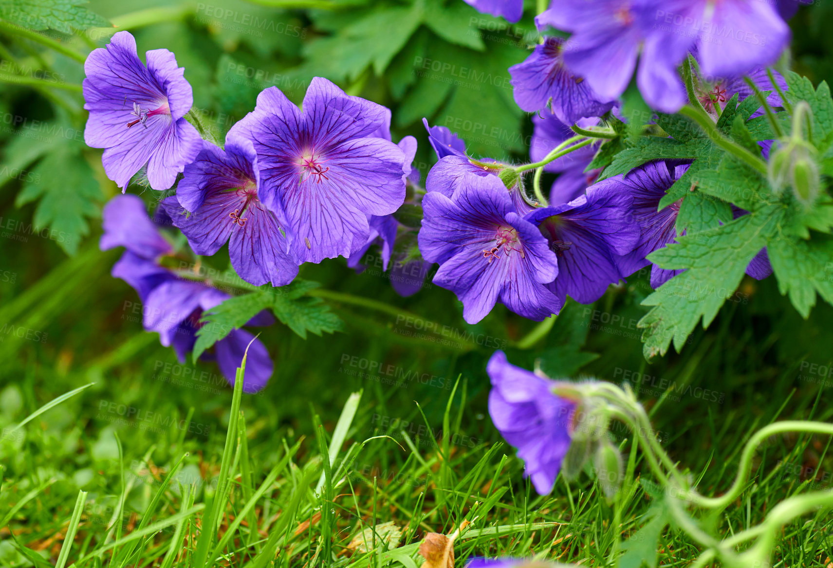 Buy stock photo Bright Geranium flowers growing in a botanical backyard garden outdoors in summer. A bunch of beautiful and vibrant purple plants blooming in nature or on a lawn during spring  