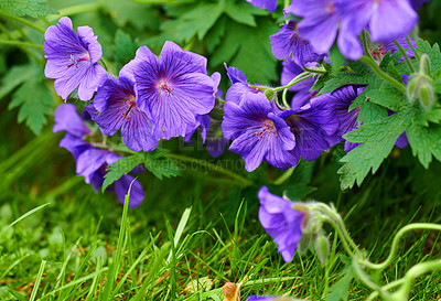 Buy stock photo Bright Geranium flowers growing in a botanical backyard garden outdoors in summer. A bunch of beautiful and vibrant purple plants blooming in nature or on a lawn during spring  