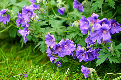 Buy stock photo Purple cranesbill geranium flowers growing in a field or botanical garden on a sunny day outdoors. Beautiful plants with vibrant violet petals blooming and blossoming in spring in a lush environment