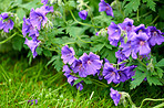 Blue Geranium