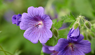 Buy stock photo Geranium flowers flower growing in a garden in summer. Beautiful flowering plants blooming in a lush green park. Pretty flora blossom and sprout in a meadow in the countryside during spring  