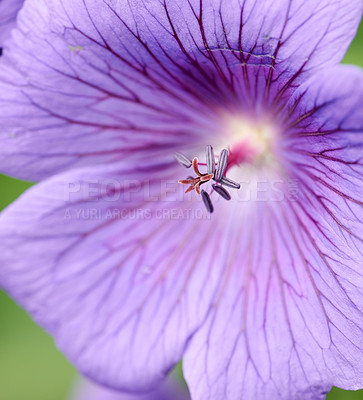 Buy stock photo Closeup of purple cranesbill flower's exposed stamen for pollination access in remote field, meadow or home garden. Macro texture detail of geranium plant growing, flowering or blooming in backyard