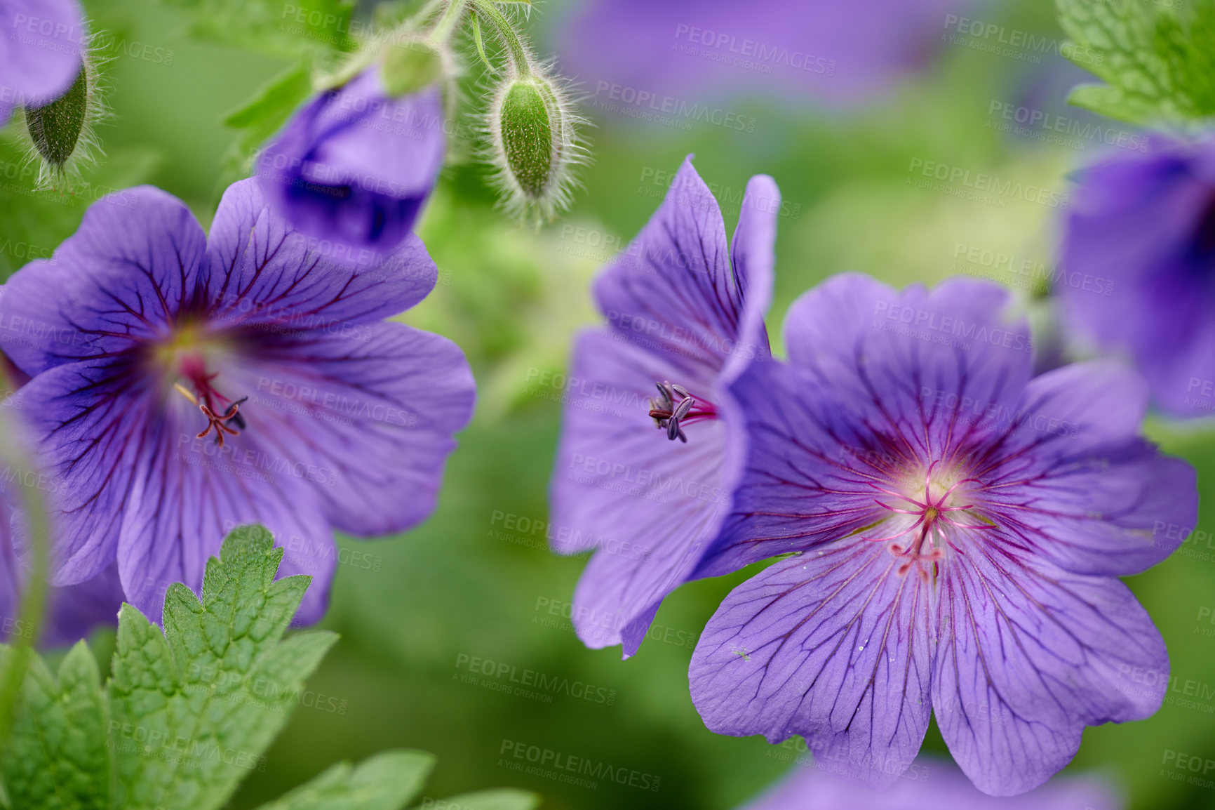 Buy stock photo Blue meadow geranium flowers sprouting in a backyard garden in summer. Violet flowering plants beginning to bloom in green pasture or meadow in nature. Wildflower in its natural habitat during spring