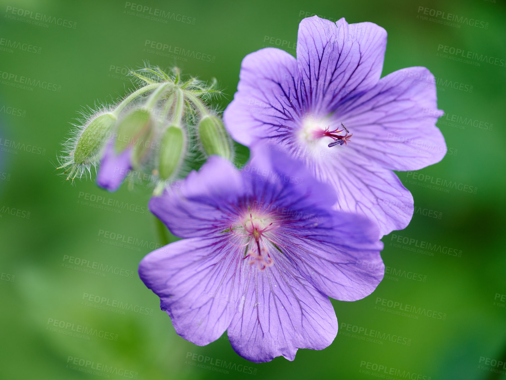 Buy stock photo Purple cranesbill geranium flowers growing in a field or botanical garden on a sunny day outdoors. Closeup of plants with vibrant violet petals blooming and blossoming in spring in a lush environment