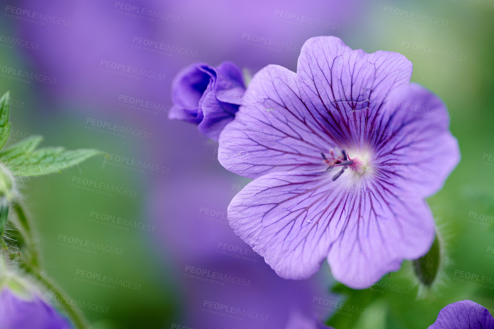 Buy stock photo Beautiful and bright Geranium flower growing in a backyard garden on a spring day. Closeup detail of a vibrant purple plant blooming in a forest outdoors in nature during summer