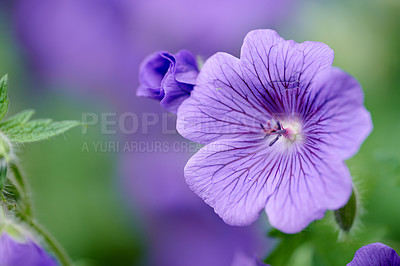 Buy stock photo Beautiful and bright Geranium flower growing in a backyard garden on a spring day. Closeup detail of a vibrant purple plant blooming in a forest outdoors in nature during summer