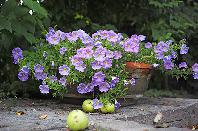 Buy stock photo A flower pot in the garden