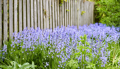 Buy stock photo Field of vibrant flowers in a meadow outside in spring. Colorful purple blooms of bluebells or hyacinth in a wild yard. Closeup view of a colorful nature scene in a garden or countryside