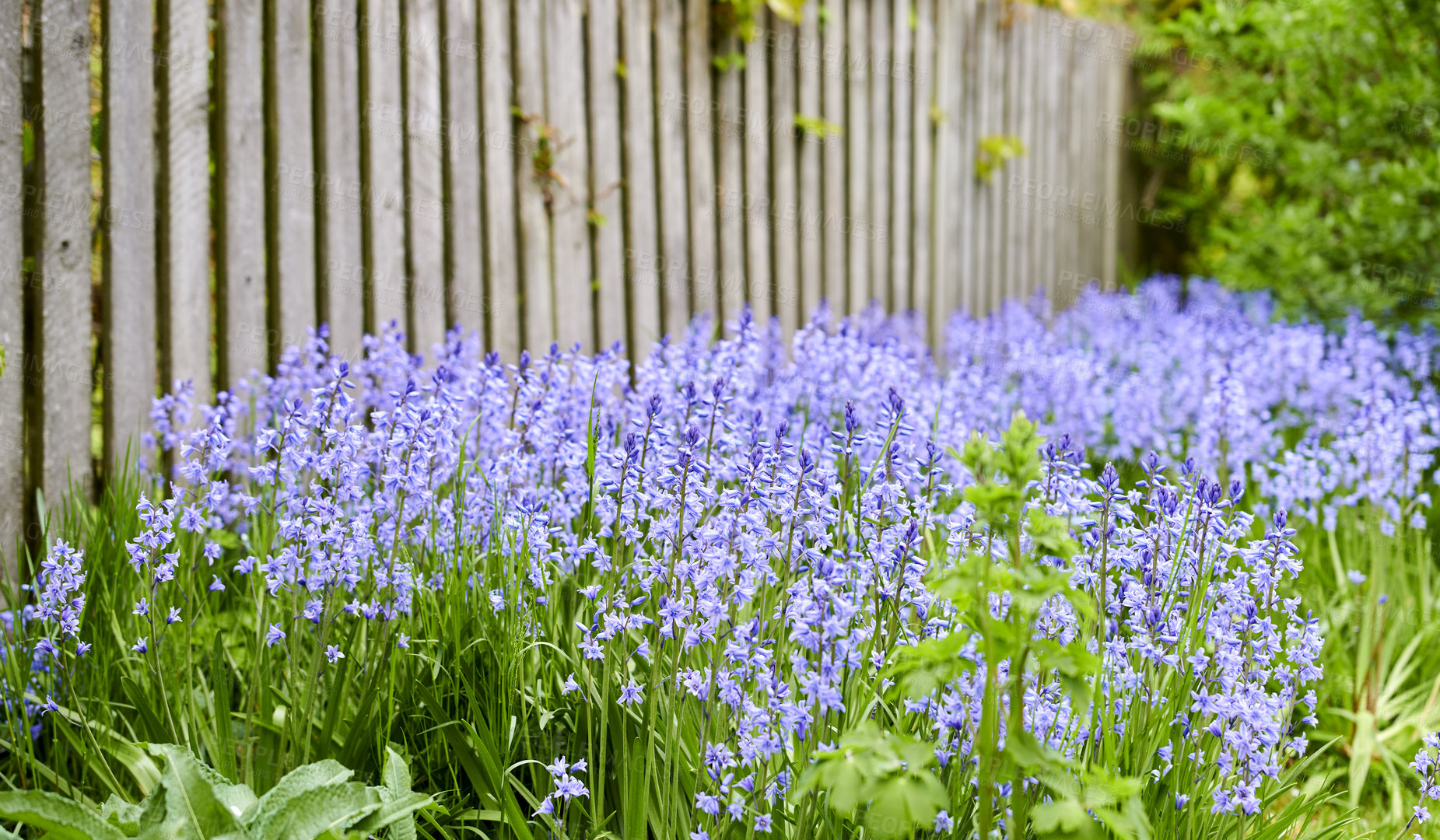 Buy stock photo Field of vibrant flowers in a meadow outside in spring. Colorful purple blooms of bluebells or hyacinth in a wild yard. Closeup view of a colorful nature scene in a garden or countryside