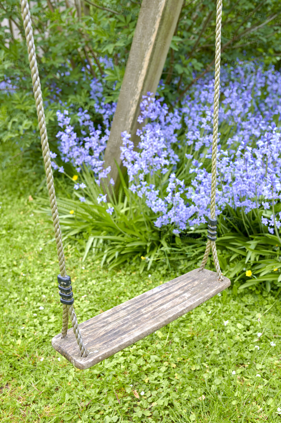 Buy stock photo Bluebell - Scilla siberica, blue flowers in late spring