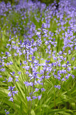 Buy stock photo Closeup of spanish bluebell flowers or hyacinthoides non scripta blossoming in nature during spring. Closeup of bulbous and perennial purple plants with vibrant petals thriving in a garden outdoors
