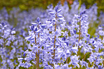 Bluebells in my garden