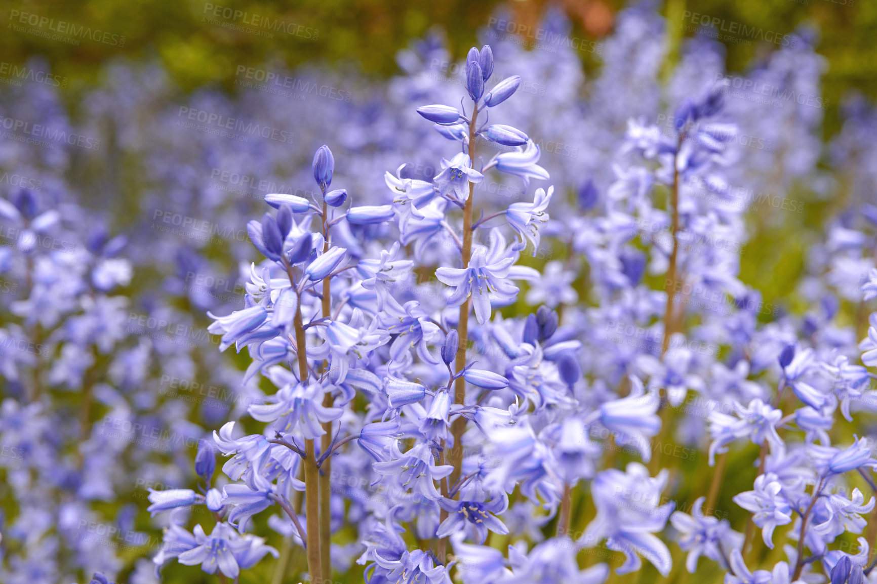 Buy stock photo Field of vibrant flowers in a meadow outside in spring. Stunning purple blooms of bluebells or hyacinth in a wild 
blurred field. Closeup view of a colorful nature scene in a garden or countryside