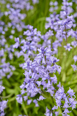 Buy stock photo Vibrant Bluebells growing in a garden in spring on a sunny day. Bright flowers bloom in a green field outdoors in nature on a summer afternoon. Purple plants blossoming in a botanical lawn