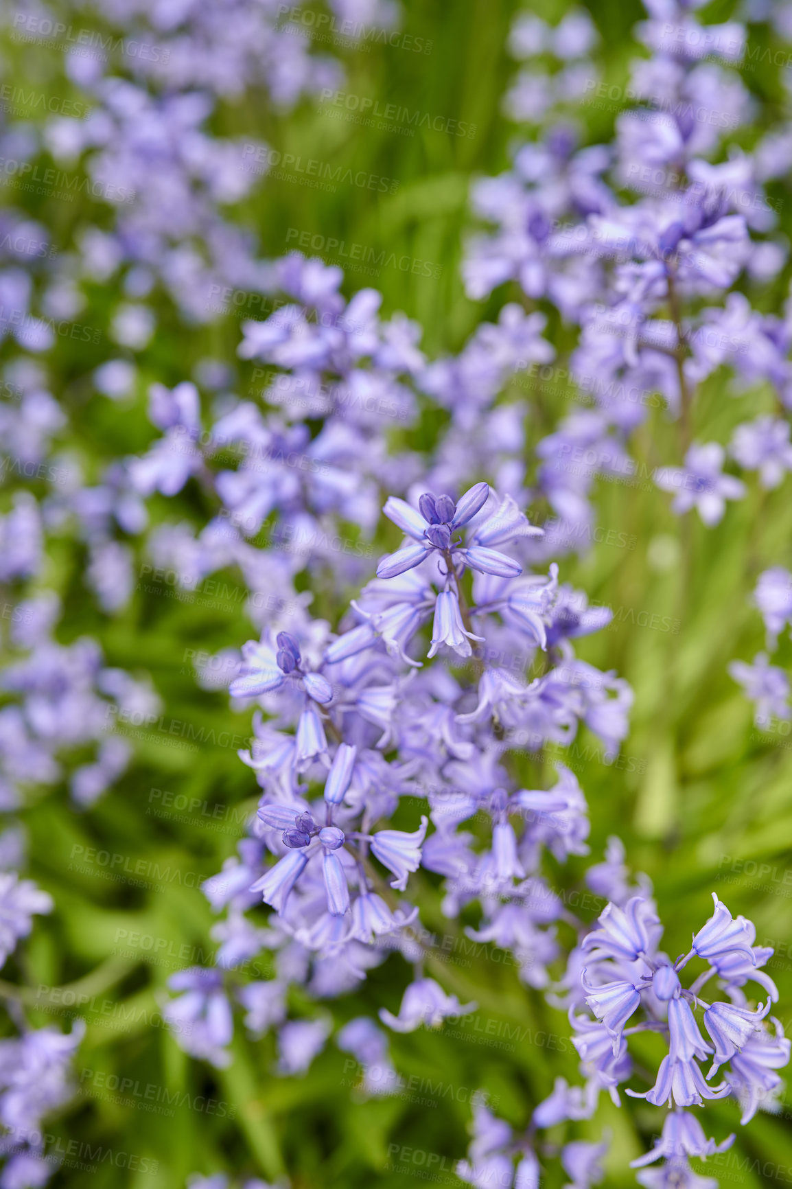 Buy stock photo Vibrant Bluebells growing in a garden in spring on a sunny day. Bright flowers bloom in a green field outdoors in nature on a summer afternoon. Purple plants blossoming in a botanical lawn