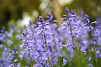 Bluebells in my garden