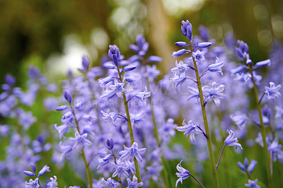 Buy stock photo Bluebell flowers in a backyard garden in spring. Scilla siberica flowering plants growing in a secluded and remote park in nature. Beautiful violet wildflowers growing on a field or grassy meadow