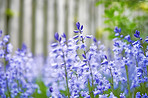 Bluebells in my garden