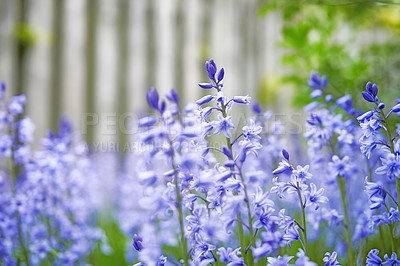 Buy stock photo Colorful purple flowers growing in a garden. Closeup of beautiful spanish bluebell or hyacinthoides hispanica foliage with vibrant petals blooming and blossoming in nature on a sunny day in spring