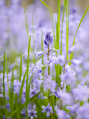 Buy stock photo Closeup of blue kent bell flowers growing and flowering on green stems in a secluded home garden. Textured detail of common bluebell or campanula plants blossoming and blooming in backyard