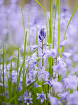 Bluebells in my garden