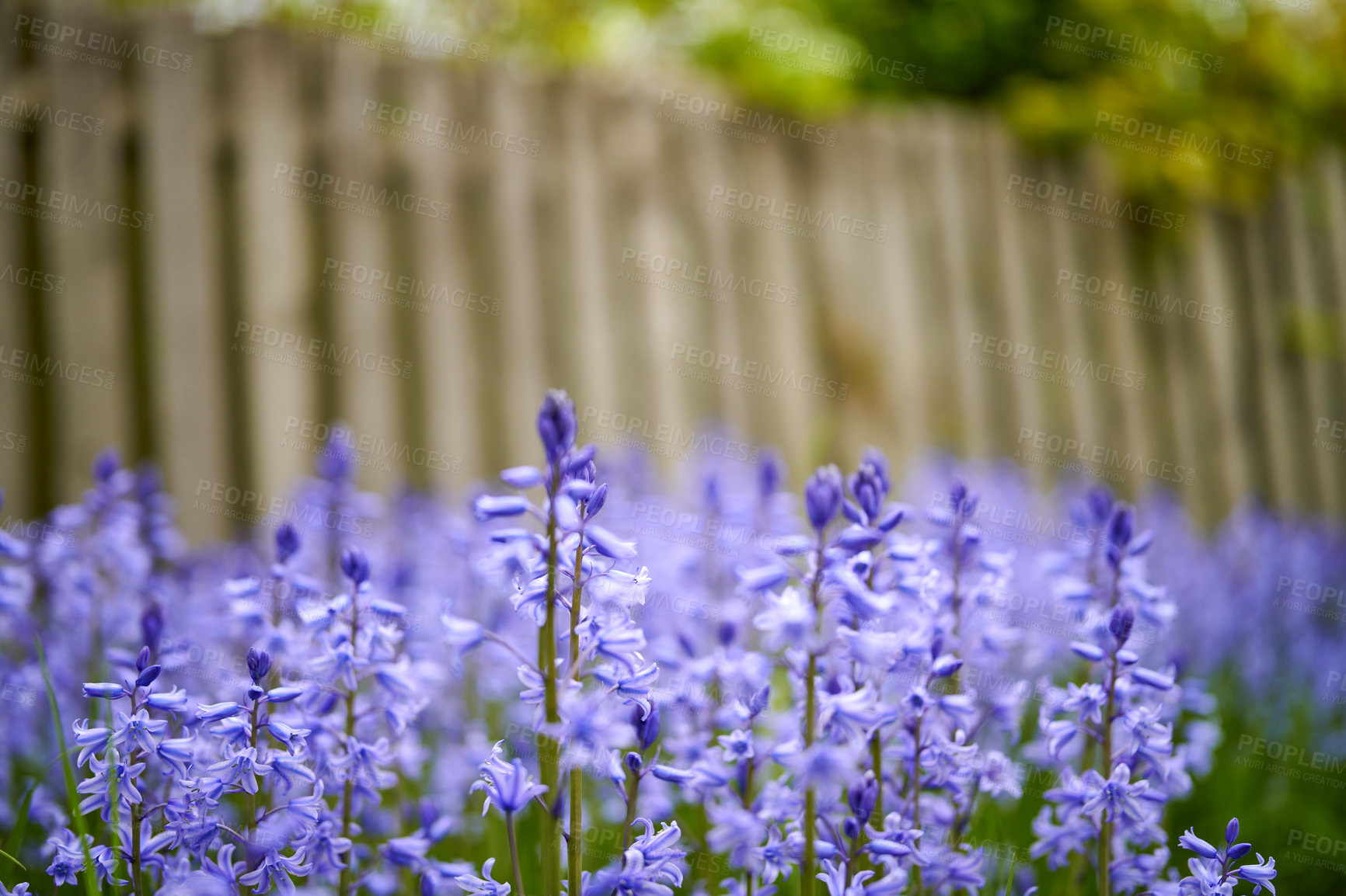 Buy stock photo Bluebell flowers growing in a backyard garden in summer Scilla siberica violet flowering plants decorating and landscaping a lawn at home. Purple wildflowers blooming and blossoming in nature
