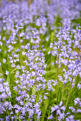 Buy stock photo Closeup of common bluebell flowers growing and flowering on green stems in remote field, meadow or home garden. Textured detail of backyard blue kent bell or campanula plants blossoming and blooming