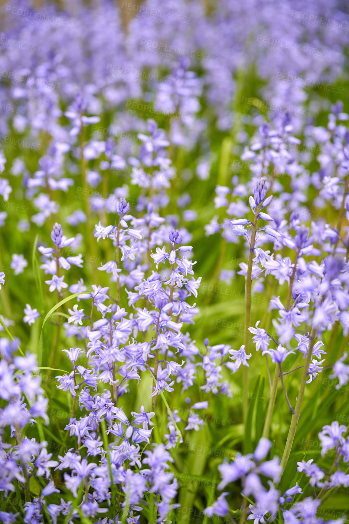 Buy stock photo Closeup of common bluebell flowers growing and flowering on green stems in remote field, meadow or home garden. Textured detail of backyard blue kent bell or campanula plants blossoming and blooming